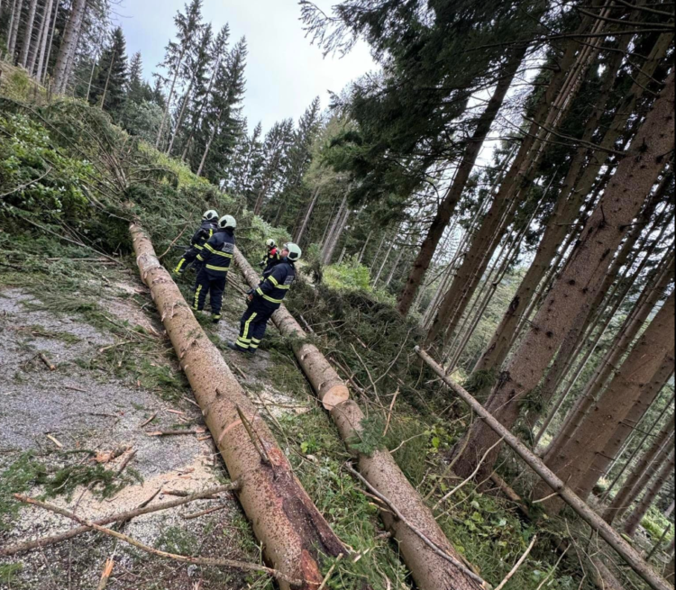 gasilci posredujejo ob podrtem drevju