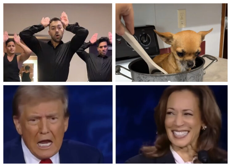 Donald Trump, Kamala Harris, They eat dogs, psi, mačke, viralno. debata