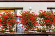 balkon, pelargonije, cvetje