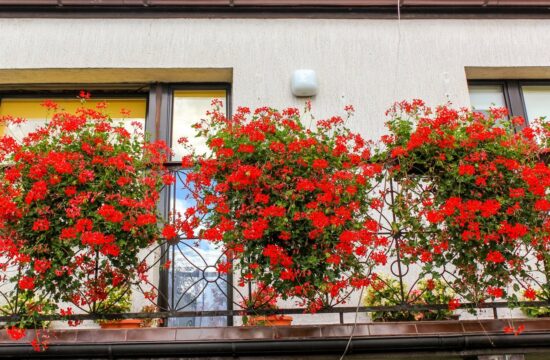 balkon, pelargonije, cvetje