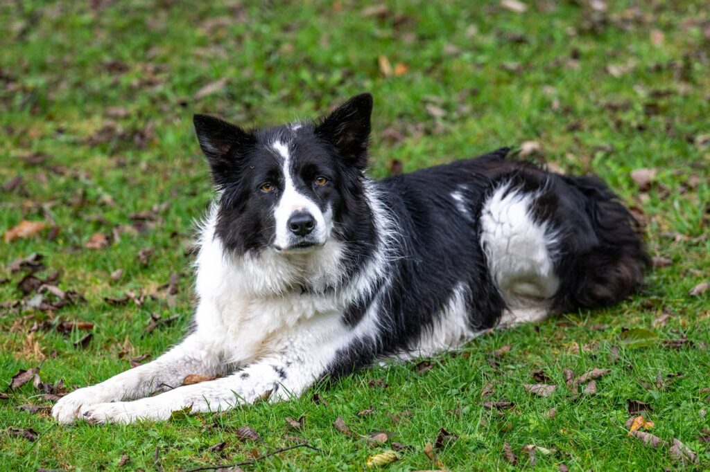 Border collie