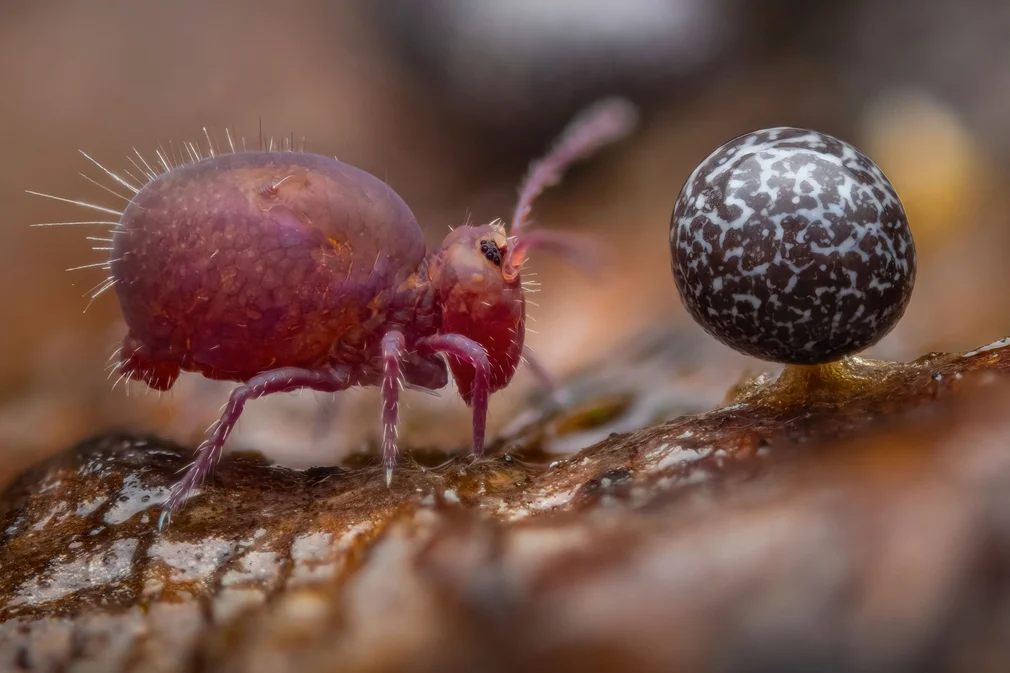 Life Under Dead Wood