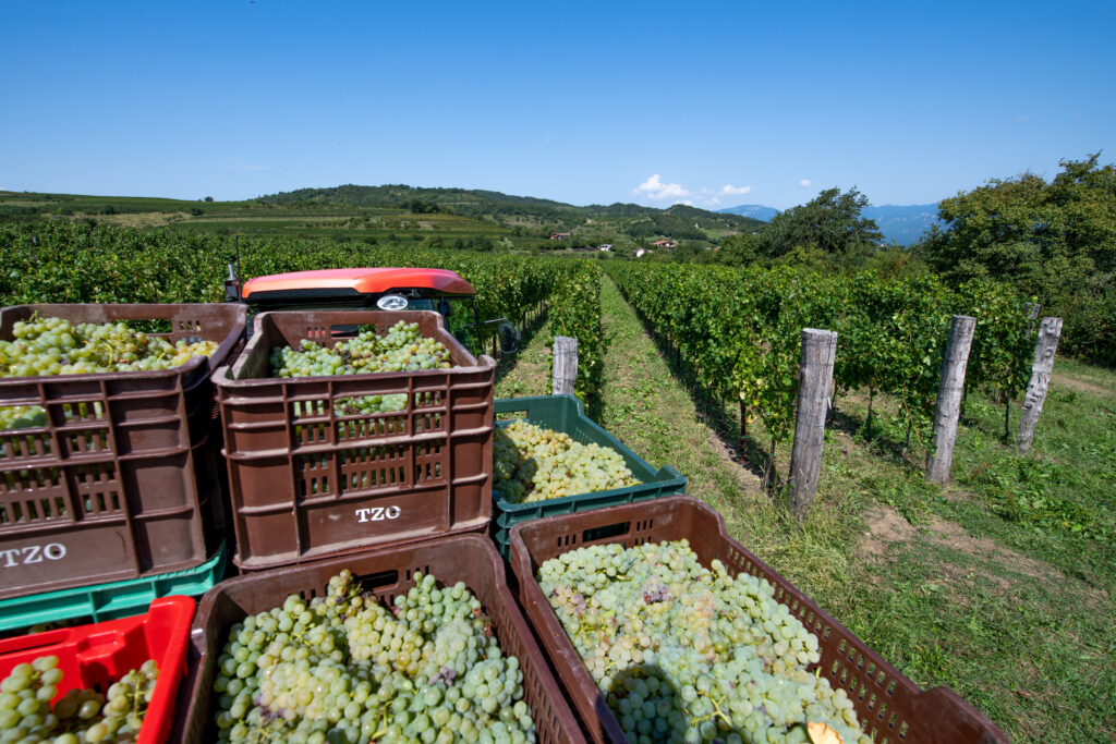 Vinograd fakultete za vinogradništvo in inarstvo