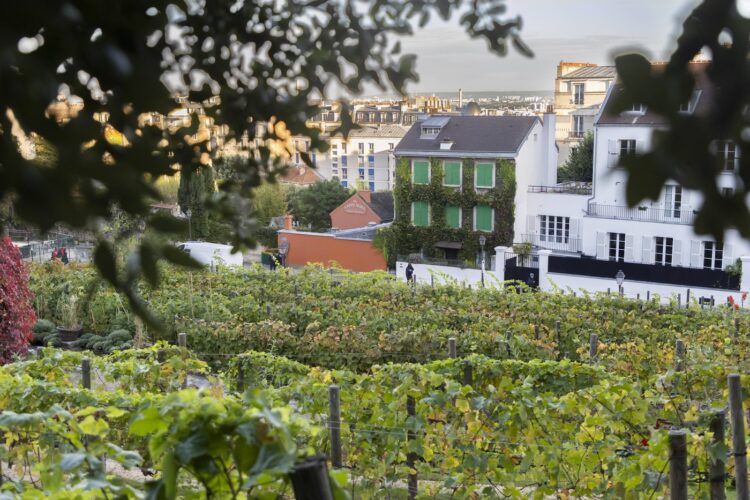 Vinograd Clos Montmartre