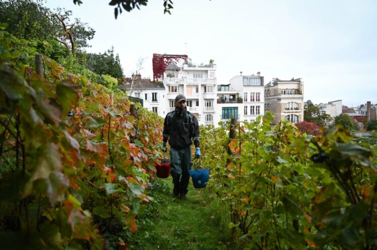 Vinograd Clos Montmartre