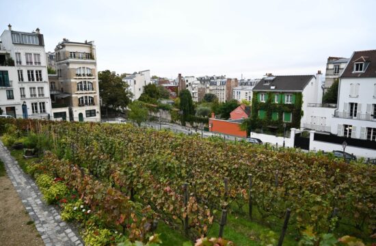 Vinograd Clos Montmartre