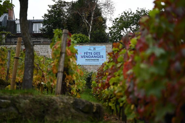 Vinograd Clos Montmartre