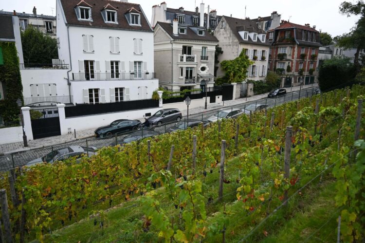 Vinograd Clos Montmartre