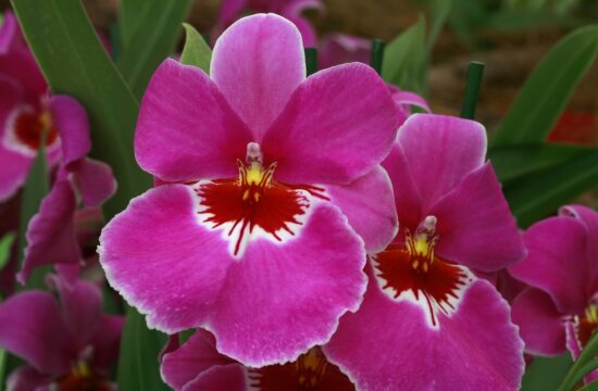 miltonia