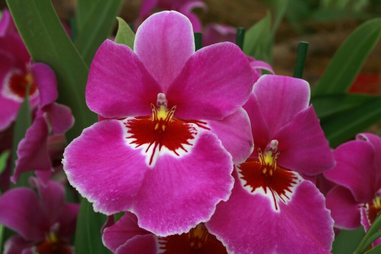 miltonia