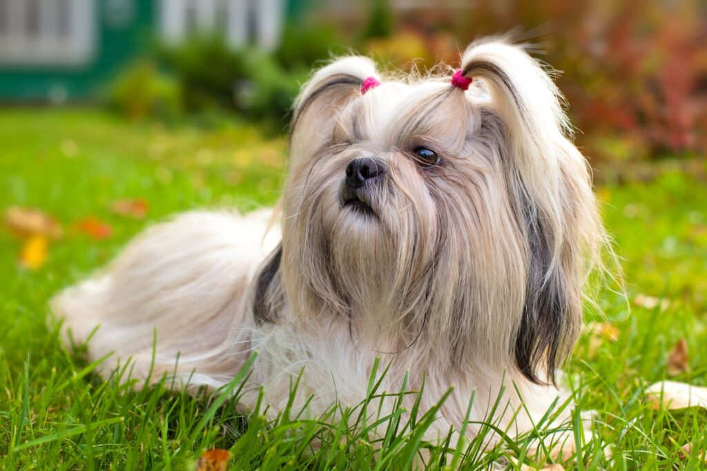 shih tzu