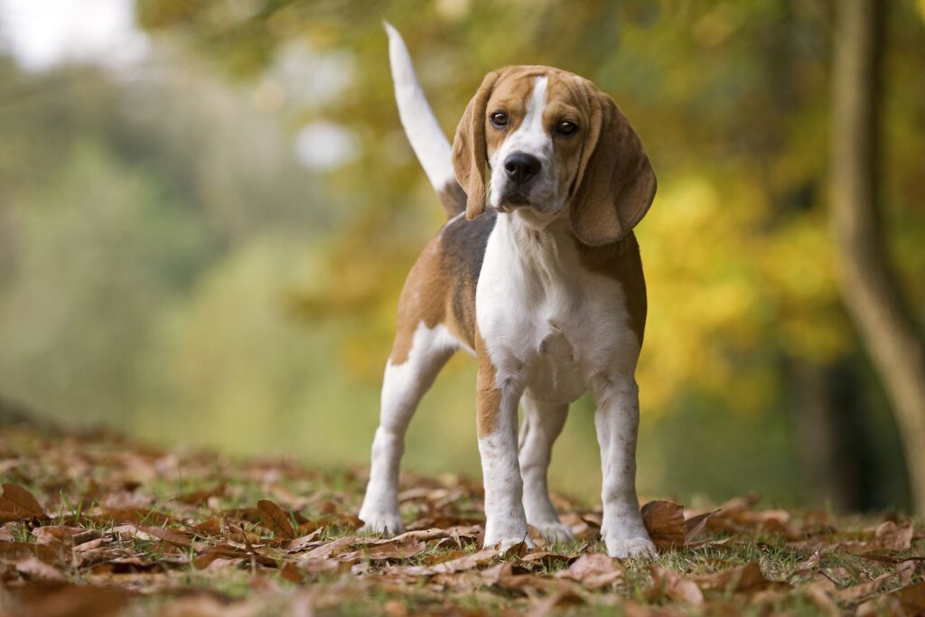 beagle