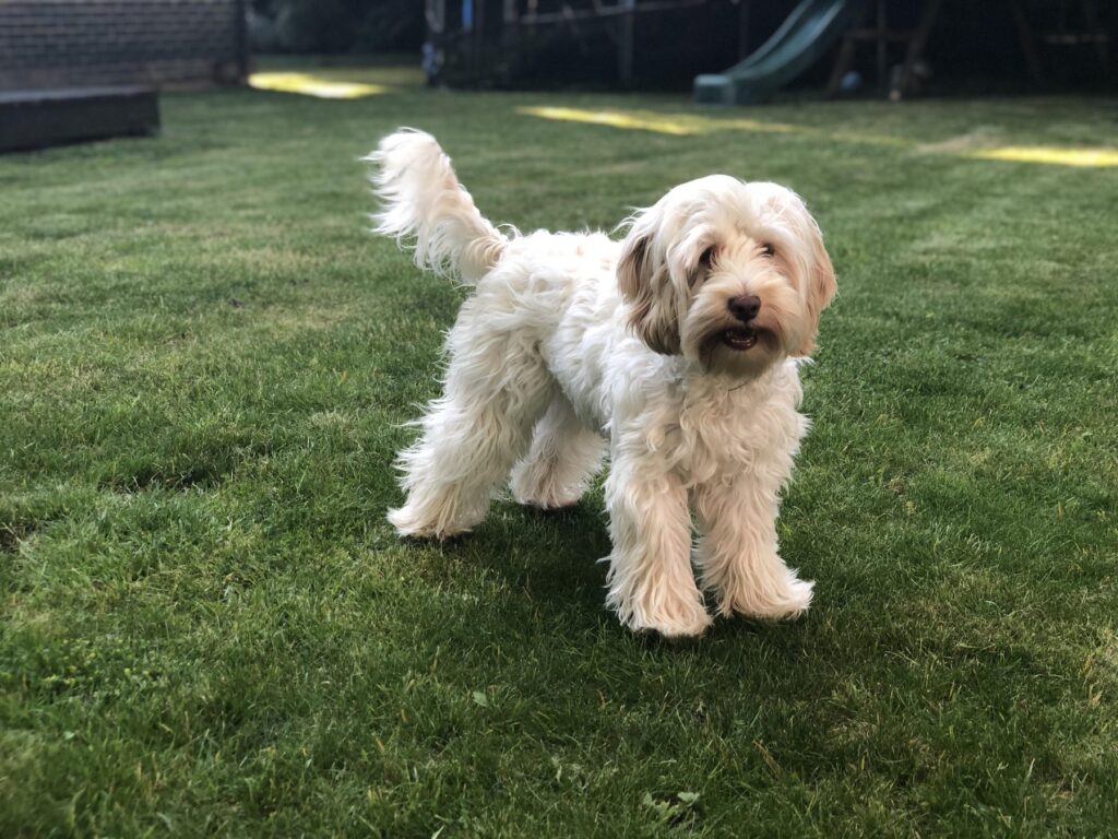 Cockapoo