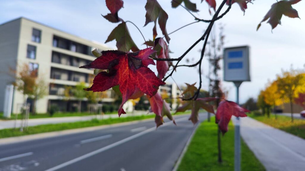 Pot Rdečega križa