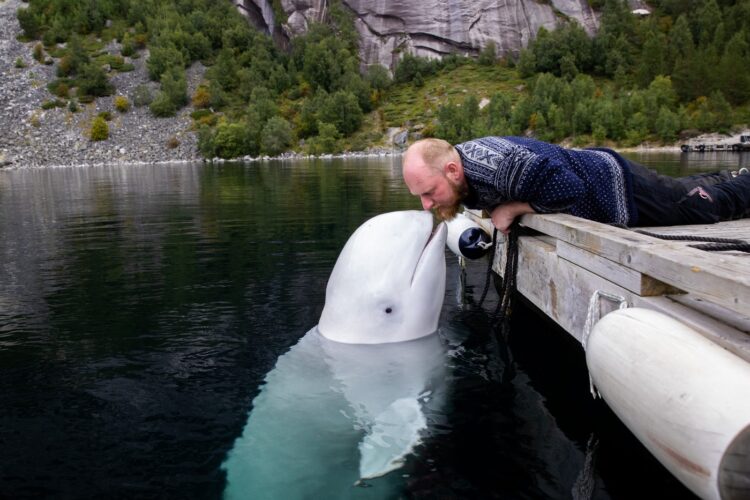 Hvaldimir, beluga, kit, Rusija, Norveška