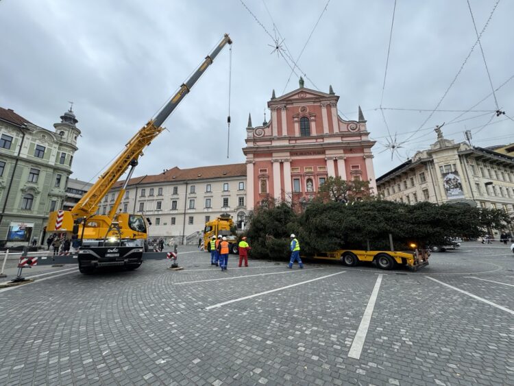 Novoletna smreka v Ljubljani