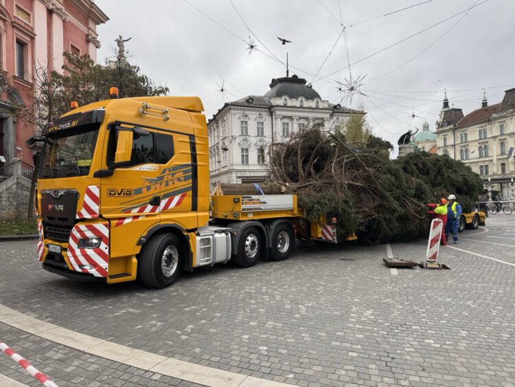 Novoletna smreka v Ljubljani