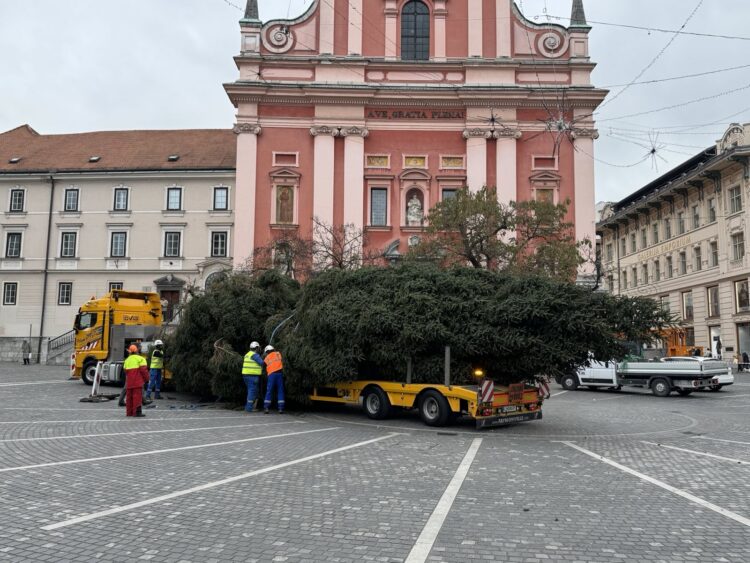 Novoletna smreka v Ljubljani