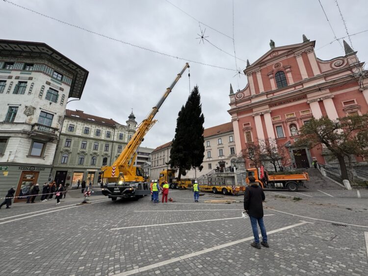 Novoletna smreka v Ljubljani