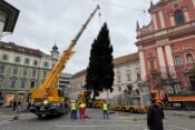 Novoletna smreka v Ljubljani