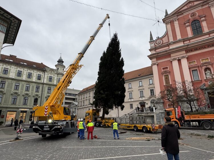 Novoletna smreka v Ljubljani