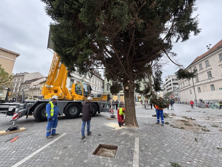 Novoletna smreka v Ljubljani