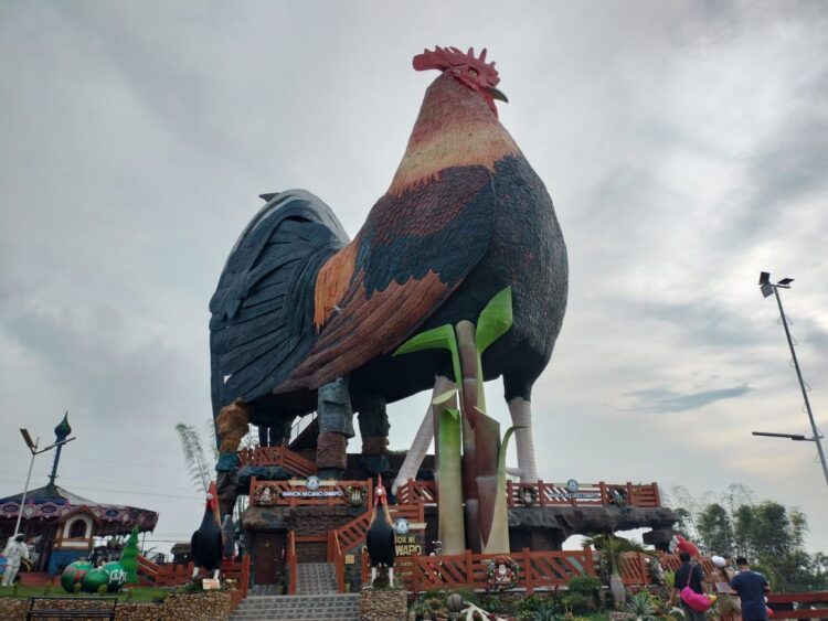 Manok ni Cano Gwapo, hotel,, Filipini, petelin