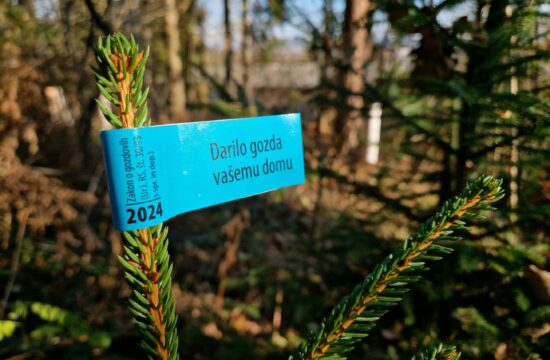 Kako prepoznati božična drevesca iz slovenskih gozdov