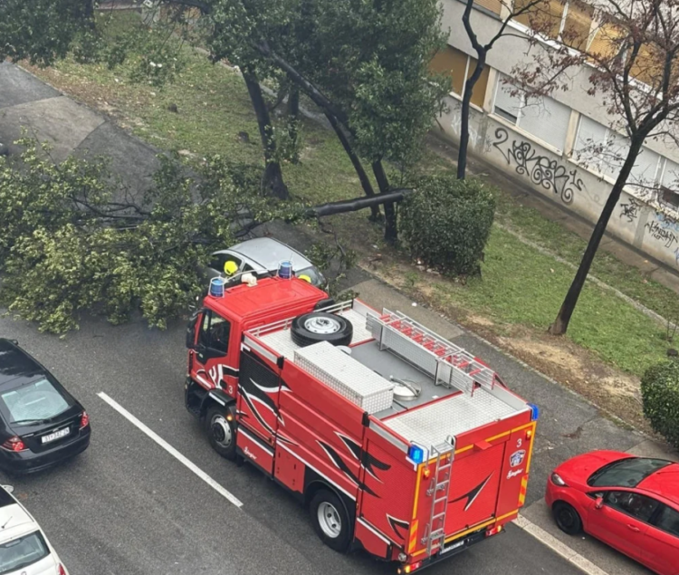 Veter v Splitu lomi drevesa