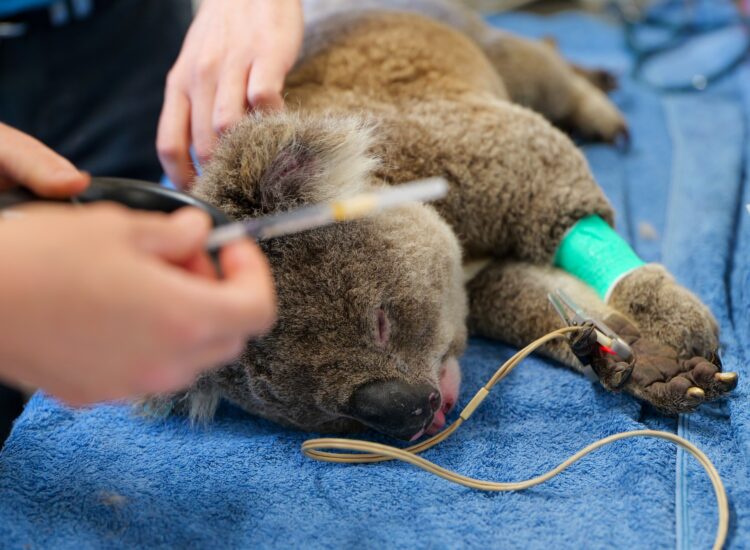 Bolna koala