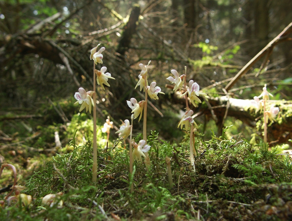 brezlistni nadbradec, epipogium aphyllum, orhideja