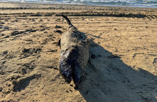 Poginuli delfin