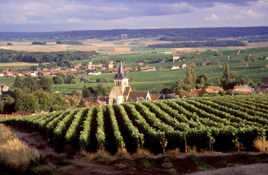 Podnebna kriza spreminja vinsko geografijo: Šampanja se seli v Anglijo