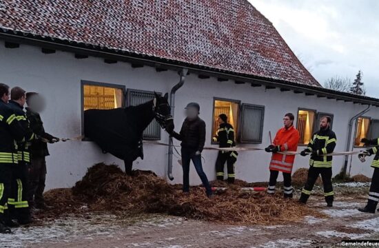 Konj želel skočiti skozi okno, a se je zagozdil. Reševali so ga gasilci